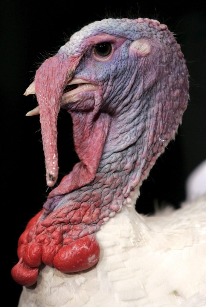 no es moco de pavo