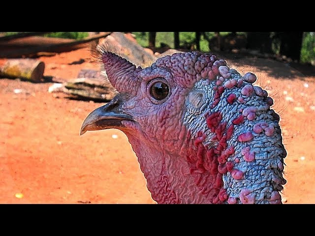 no es moco de pavo